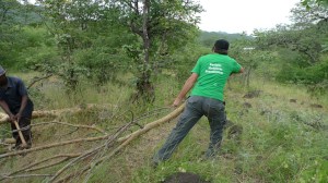 Removing a fallen tree on the way to Mphanda