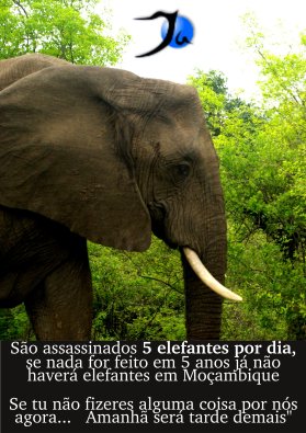 elefante 1